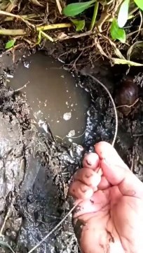 Mancing Belut Part 2