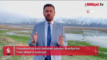 Görüntüler Türkiye'den! Brezilya’nın ‘Yılan Adası’nı andırıyor