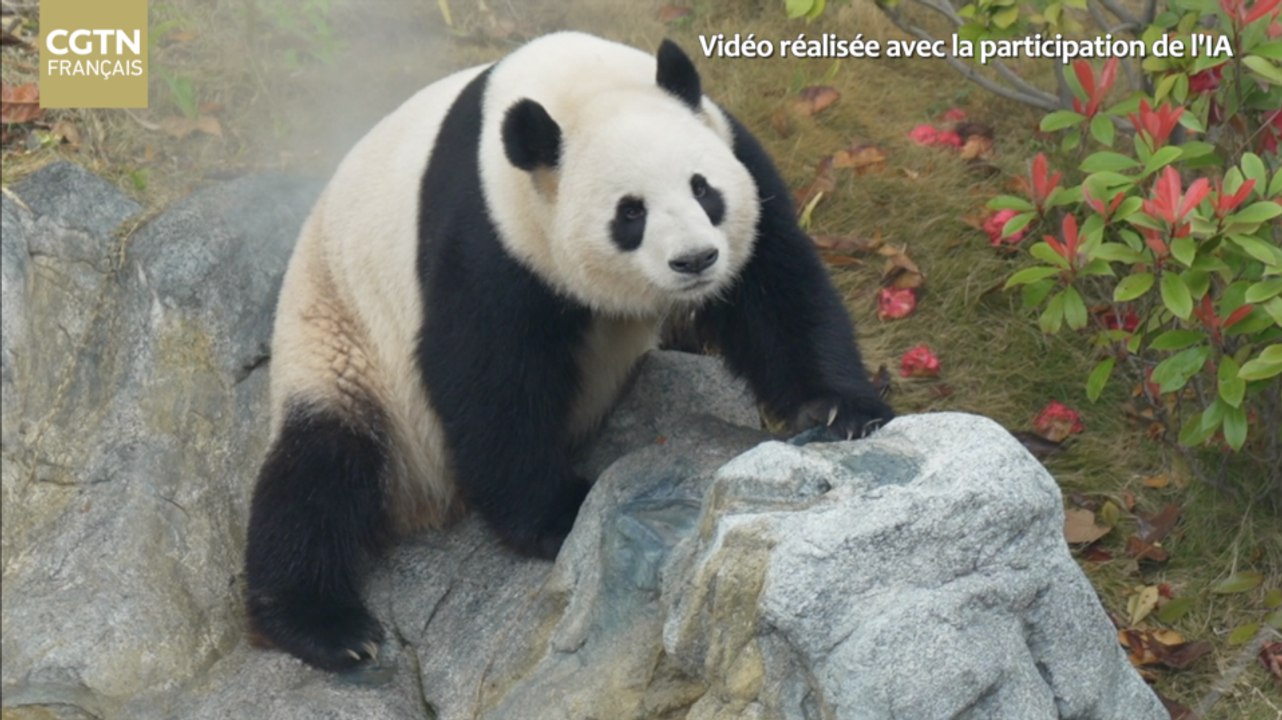 Les efforts de la Chine pour préserver l'espèce du panda géant