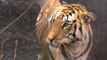 tiger attack man in the forest _ tiger attack in jungle, royal bengal tiger _High
