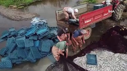 Gümüş balığının ihracat serüveni başladı