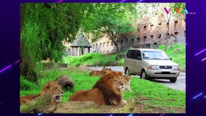 Viral! Pengunjung Taman Safari Tak Takut Mati, Buka Jendela