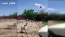 Köpeğin drone ile imtihanı kahkahaya boğdu