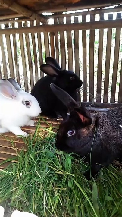 my lovely rabbit