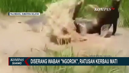 Diserang Wabah Ngorok atau SE, Ratusan Kerbau Mati di Sumsel