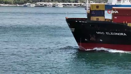 Yunusların İstanbul Boğazı’ndaki şovu büyüledi!