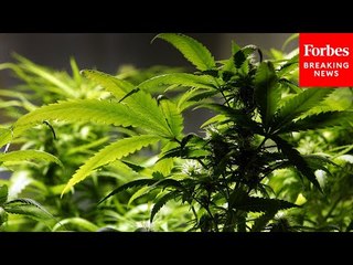 Kentucky Gov. Andy Beshear Holds A Press Briefing On The State's Medical Cannabis Program