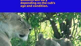 How to Care for a Lion Cub
