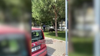 Şehre inen domuz sürüsünü eline aldığı hortumla araba yıkar gibi yıkadı... O anlar kamerada