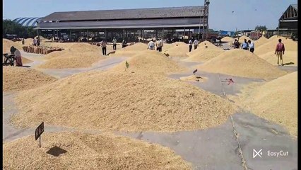 सोयाबीन व लहसुन में मंदी, अन्य जिंसों के भाव स्थिर रहे