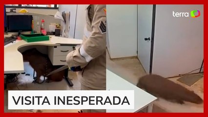 Capivara é resgatada por bombeiros após 'invadir' prefeitura de Goiânia