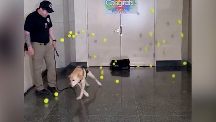 TSA airport screening dog showered with tennis balls at retirement party