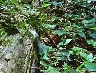 The Private Life of Plants - 01 - Travelling