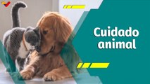 Punto Verde | Fundación al Rescate: promociona la adopción y esterilización de gatos y perros