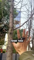 To3Exotic Pets Comment which on you will you buying