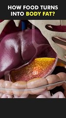 How Human Body Turns Food Into Body Fat? (3D Animation)