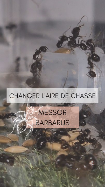 Changer l'aire de chasse des fourmis ! Messor barbarus