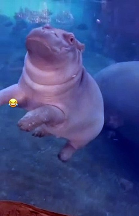 Animal Tok