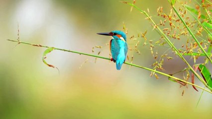 kingfisher bird diving into water
