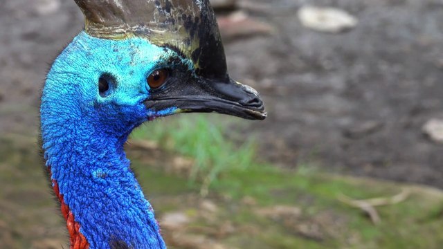 cassowary bird pet