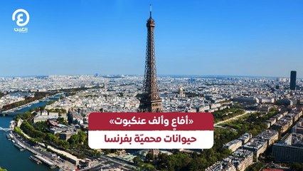 «أفاعٍ وألف عنكبوت» .. حيوانات محميّة بفرنسا