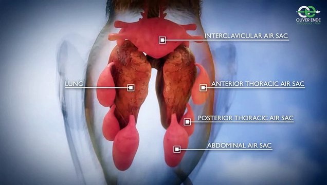 Kuş Ötüşünün Sırları: Siringks ve Solunum Sisteminin 3D İncelenmesi || Türkçe Belgesel