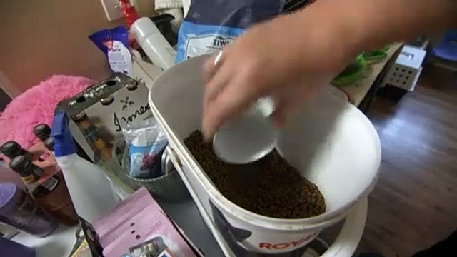 One quarter of owners are skipping meals so that their pets can eat