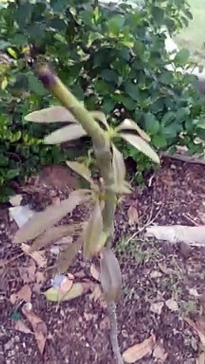 Mango plant