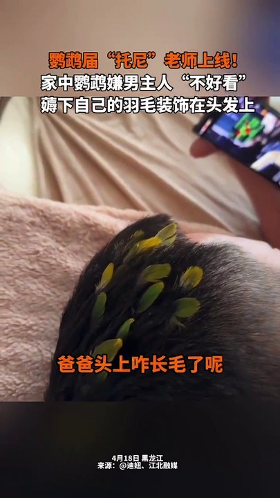 小鸚鵡給主人美髮，把羽毛裝飾到主人頭上。還挺好看！Parrot adorns its master's head with its  colourful  feathers.