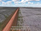 Così il cotone «illegale» del Brasile arriva in Europa (e deforesta il Cerrado)