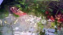 Full Gold 24k Guppies