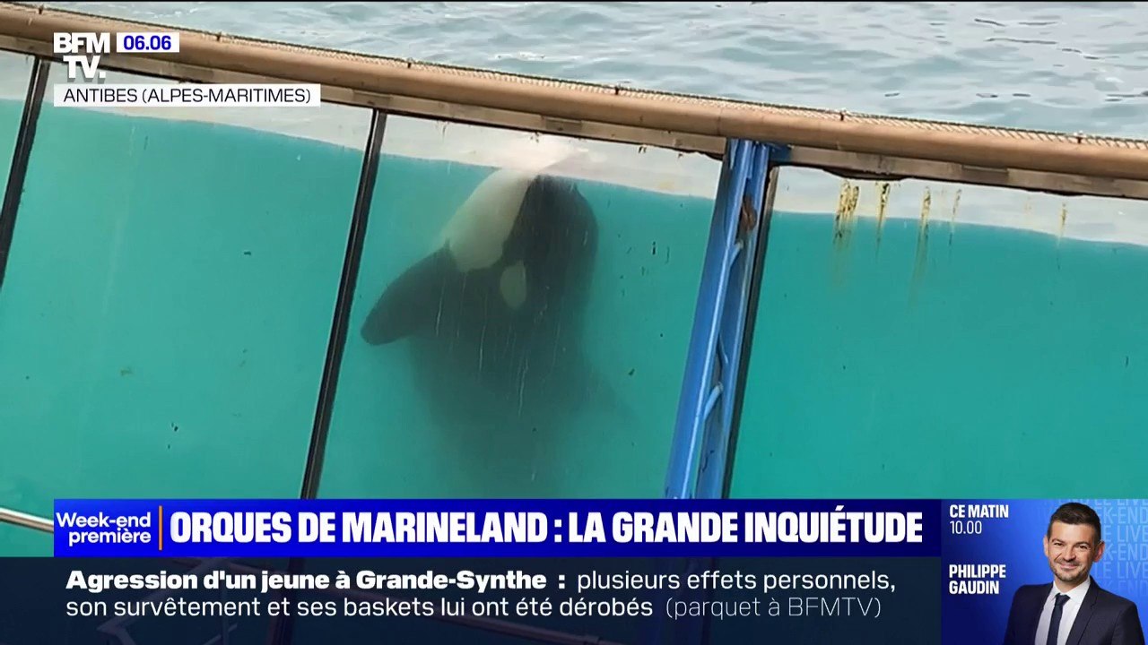Depuis 15 jours, les représentations ont repris au Marineland d'Antibes alors que les spectacles d'orques seront interdits en 2026