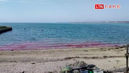 澎湖西嶼橫礁珊瑚驚喜產卵，紅潮再現引發關注🌊