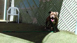 Old film❤️Annie 1y A578798 Cherry 3y A578797 Pit Bull Annie is an EXTREMELY Nervous Girl. She's trying to Relax a little Meet&Greet Yard Pima Animal Care Center❤️4000 N. Silverbell Tucson AZ on 3-25-2017 Annie adopted