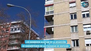 Los bomberos alertan de la aparición de himenópteros en las fachadas de edificios