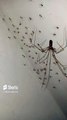 Así se reproducen las arañas patonas en el techo del baño #shorts #shialeweb #animales #mascotas