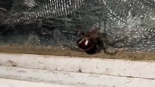 una araña grande gigante color negro aparece en la ventana del baño animales y mascotas telaraña