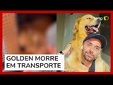 Cachorro morre após falha no transporte aéreo da companhia Gol