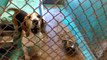 Old film❤️Bubba 8y Pet Id 840132 Basset Hound Busy Boy Spending some time sitting together kennel 6 Humane Society of Southern Arizona❤️3450 N. Kelvin Tucson AZ 520-327-6088 on 5-24-2017adopted6-4-2017old film