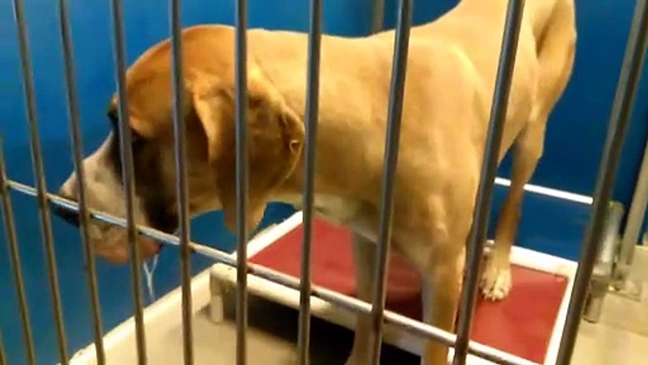 Old film❤️Great Dane 3y A600336 Guy Very Apprehensive about being here - maybe I should have tried to pet Him a bit under Tent kennel 250 Pima Animal Care Center❤️4000 N. Silverbell Tucson AZ on 5-18-2017old film