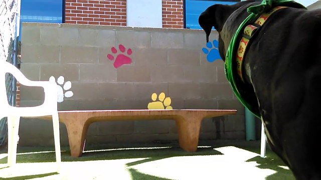 Old film❤️Max 4y A478059 Pit Bull getting lower back rubs & Having A Good Time with Pink Ball kennel 66 Pima Animal Care Center❤️4000 N. Silverbell Tucson AZ 520-724-5900 on 3-25-2017adopted4-4-2017old film