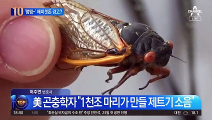 미국에 221년 만에 ‘매미겟돈’ 경고, 무슨 일?