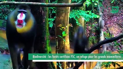 [#Reportage] Biodiversité : les forêts certifiées FSC, un refuge pour les grands mammifères