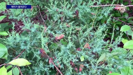 수백조 마리 매미, 221년 만에 미국 덮친다