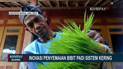 Inovasi Penyemaian Bibit Padi Sistem Kering: Lebih Praktis, Hemat Biaya, Hemat Benih, dan Tahan Hama