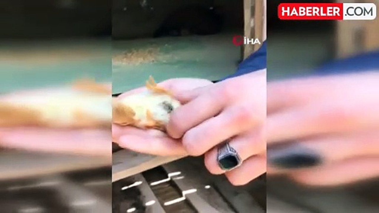 4 ayaklı civciv görenleri şaşırtıyor