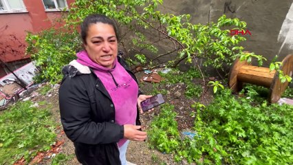 Sultangazi'de üç yavru kedi öldürülmüş halde bulundu