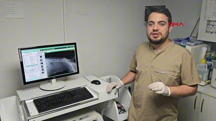 Hamile köpeği vurup yavrusunu öldürdüler