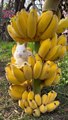 Banana Thief - funny animal videos best cats and dogs - #fruit #food  #healthy #foodie  #pizza