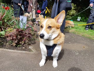 Welsh Corgis Celebrate Queen Elizabeth II’s Legacy with Parade in Rutland 🐾